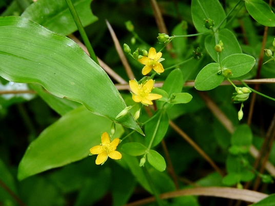 {Hypericum mutilum}